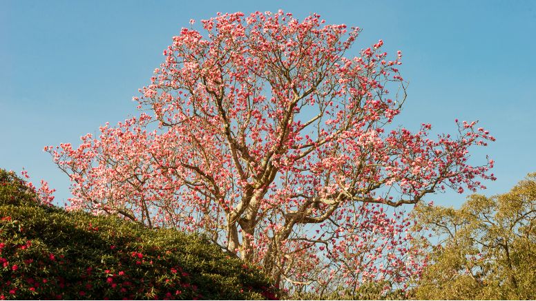 A huge champion Magnolia campbellii tree in full bloom