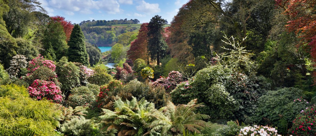 Trees and flowering shrubs at Trebah Garden in Cornwall.