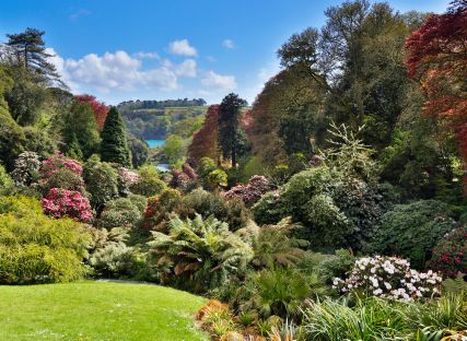 Trees and flowering shrubs at Trebah Garden in Cornwall.