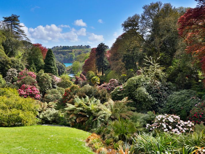 Trees and flowering shrubs at Trebah Garden in Cornwall.