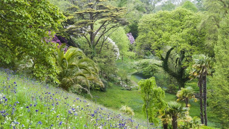 A sloping hill with bluebells and lots of trees.