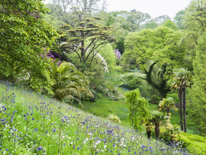 A hill with bluebells and lots of trees.