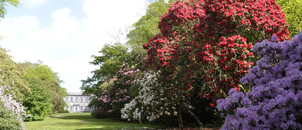 Large flowering trees in bloom in a Cornish garden.