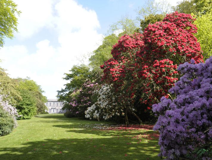 Large flowering trees in bloom in a Cornish garden.