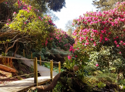 The jungle at The Lost Gardens of Heligan