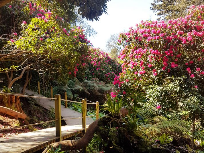 The jungle at The Lost Gardens of Heligan