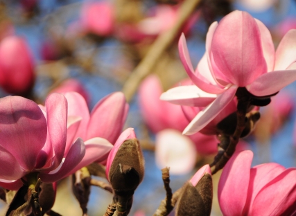 The pink flowers of the champion magnolia tree.