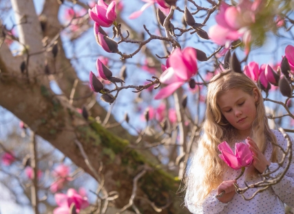 A girl examines a flower, standing beneath a champion magnolia tree.