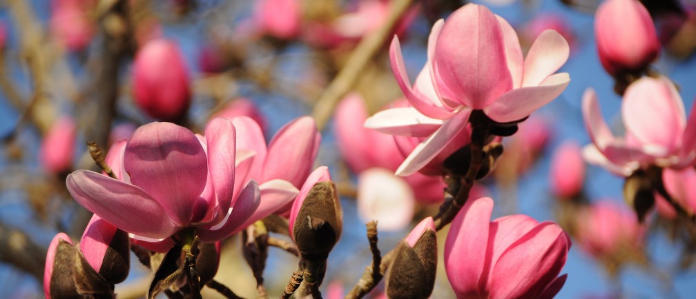 Magnolia flowers in bloom.