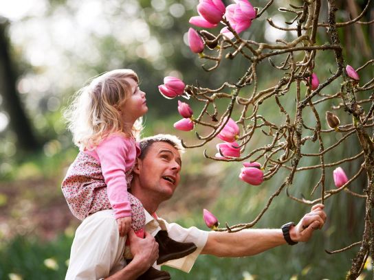 A girl on her dad's shoulders looks at a champion magnolia in bloom.