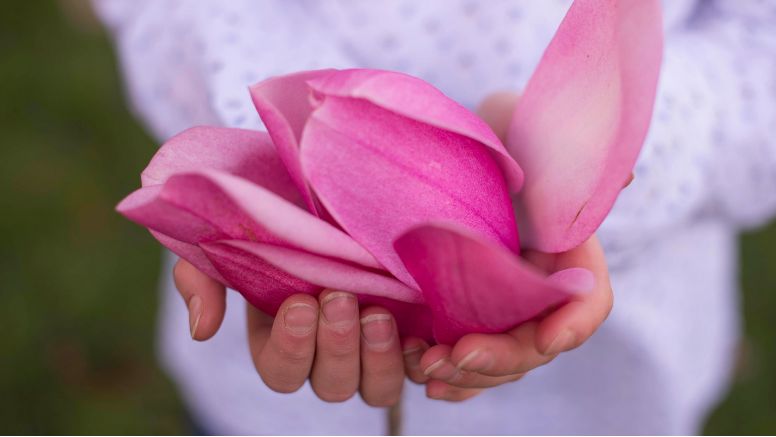 A woman holds a large magnolia flower.