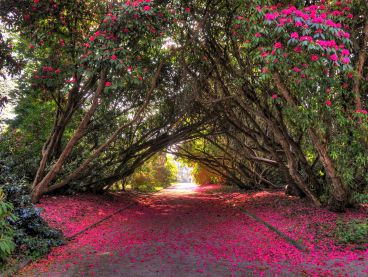 Magnolias form an arch over a garden path that's blanketed in hot-pink petals.