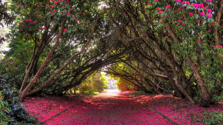 Magnolias form an arch over a garden path that's blanketed in hot-pink petals.