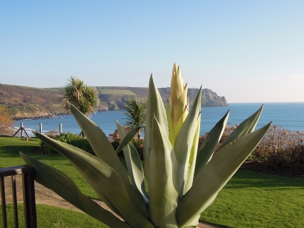 The Nare's agave plant beginning to flower.