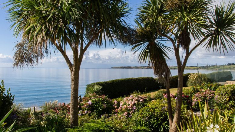 Palm trees in The Nare's gardens with the Cornish coast beyond.