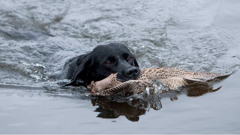 A spaniel swims in water with a partridge in its jaws.