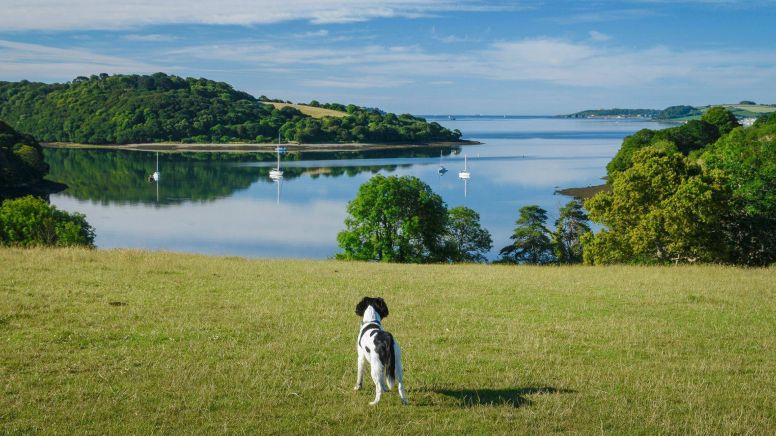 A dog looks out over Carrick Roads, where the River Fal meets the sea.